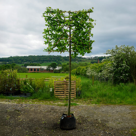 Carpinus Betulus Pleached Tree