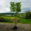 Carpinus Betulus Pleached Tree