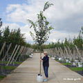 Extra heavy standard tree, 14-16cm girth, 4.0-4.5m, 55L pot
