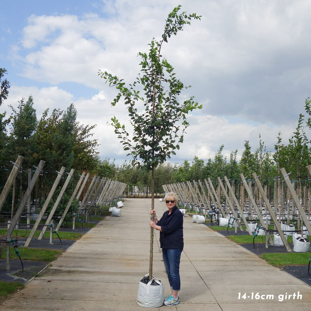 Carpinus betulus large Hornbeam tree with 14-16cmg