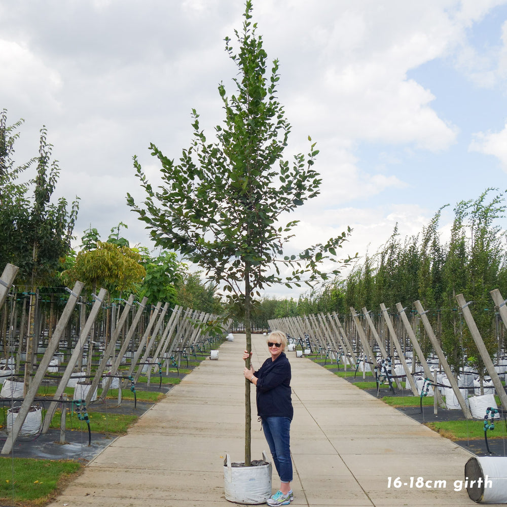 Carpinus betulus mature Hornbeam with 16-18cm girth