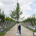 Extra heavy standard tree, 16-18cm girth, 4.0-4.5m, 45L pot
