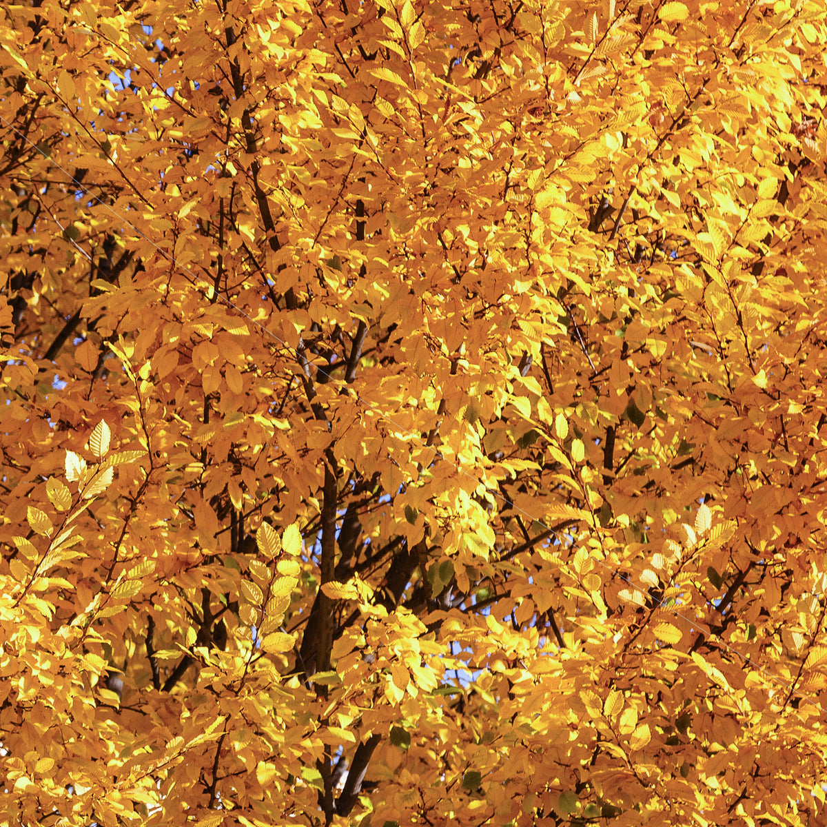 Carpinus betulus native Hornbeam tree with autumn colour