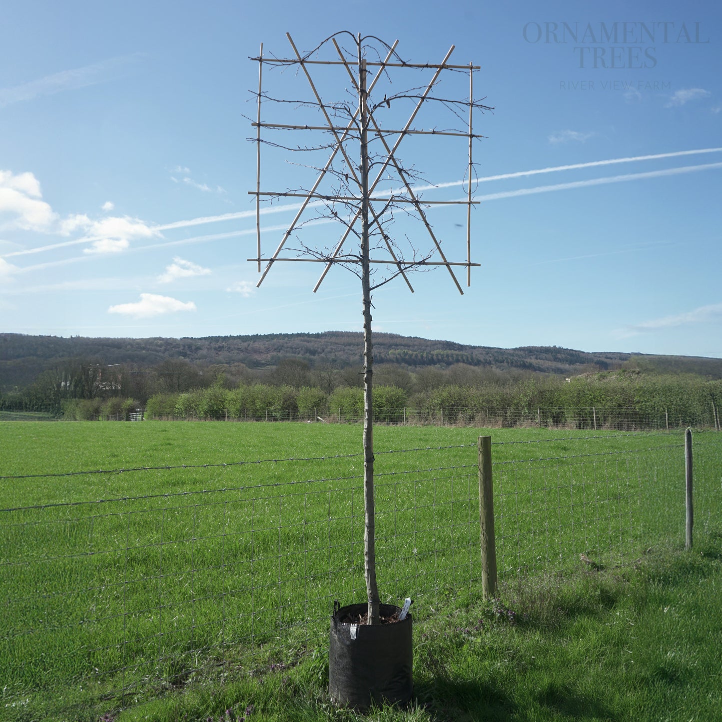 Carpinus Betulus Pleached Tree