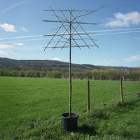 Carpinus Betulus Pleached Tree