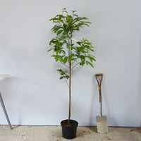 Castanea sativa chestnut tree in 12 litre pot