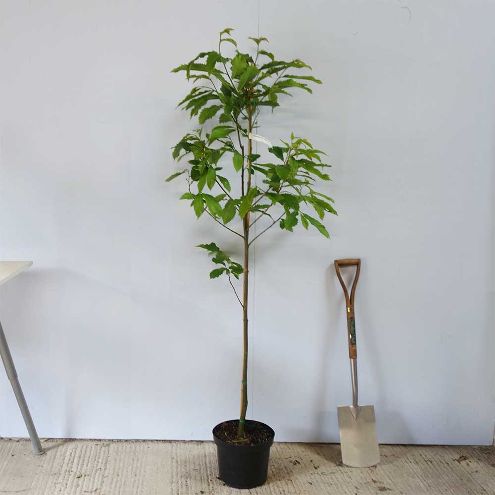 Castanea sativa chestnut tree in 12 litre pot