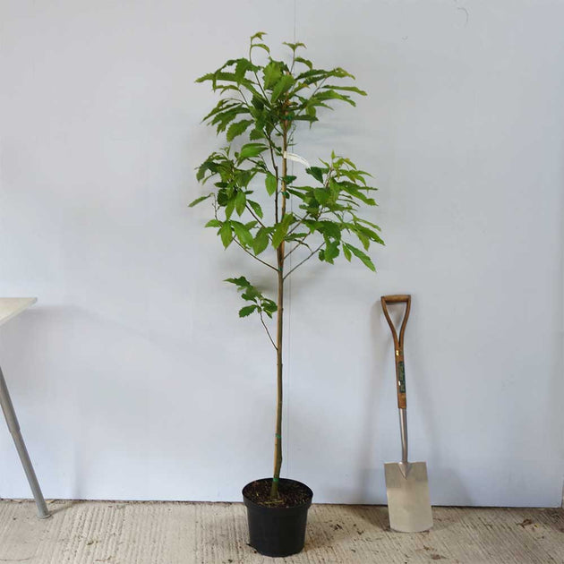 Castanea sativa chestnut tree in 12 litre pot