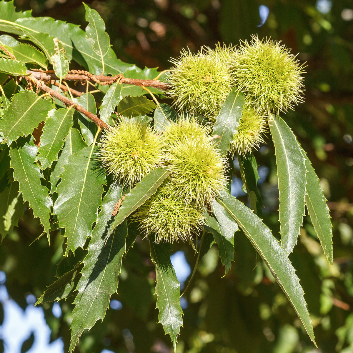 Castanea sativa sweet chestnut tree