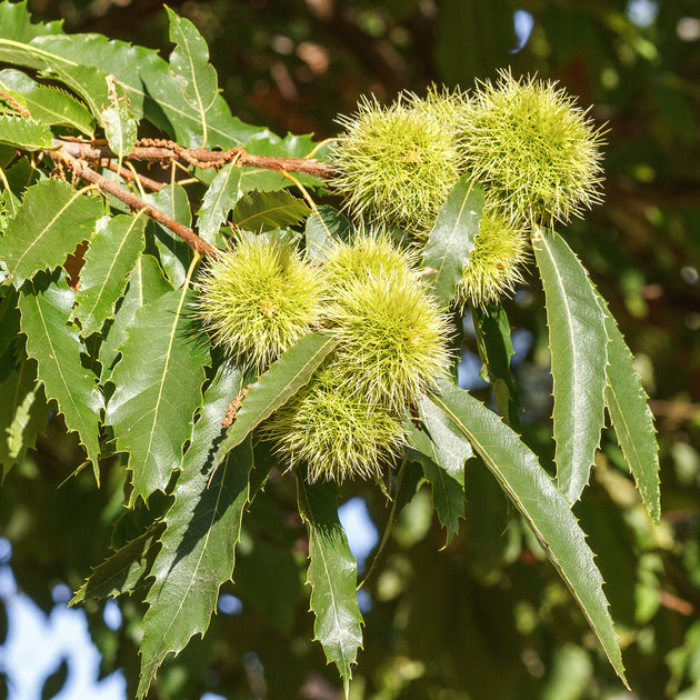 Castanea sativa sweet chestnut tree