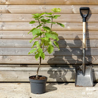 Catalpa Aurea 6L pot