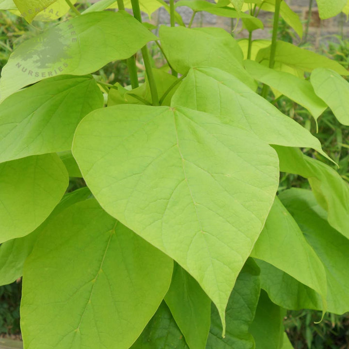 Catalpa bignonioides Nana | Dwarf Indian Bean Tree | Ornamental Trees