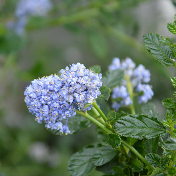Ceanothus 'Blue Mound'
