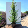 3 canes, 150-180cm, 20L pot