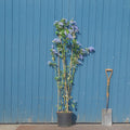 Ceanothus Trewithen Blue multistem tree in pot