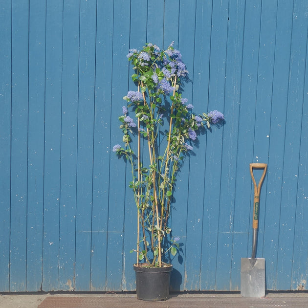 Ceanothus Trewithen Blue multistem tree in pot