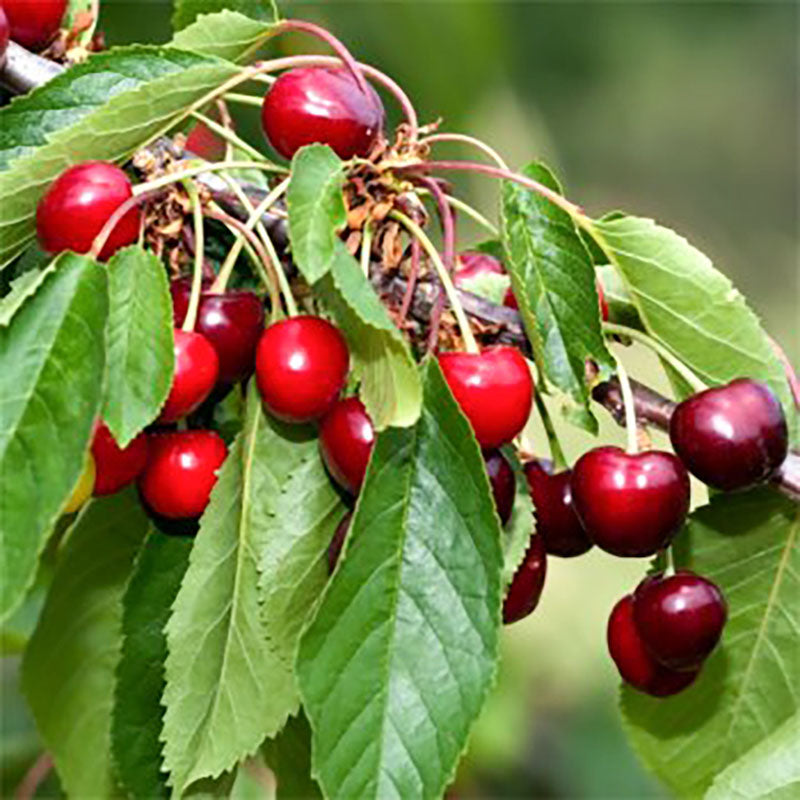 Chel Tree Celeste Cherry Tree | Buy Cherry Fruit Trees Online – Ornamental Trees