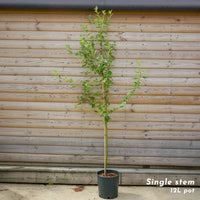 Ceanothus Trewithen Blue single stem tree