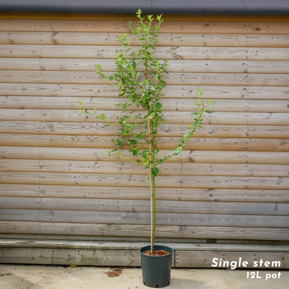 Ceanothus Trewithen Blue single stem tree