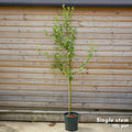 Single stem tree, 150-200cm, 12L pot