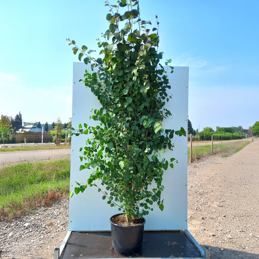 Cercidiphyllum japonicum