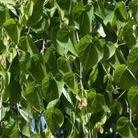 Cercidiphyllum japonicum pendulum Katsura