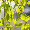 Single stem tree, 150-200cm, 12L pot