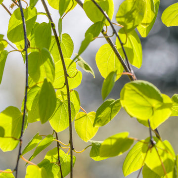 Cercidiphyllum japonicum pendulum Tree