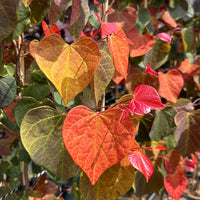 Cercis 'Heats A'Fire'