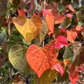 Single stem tree, 150-200cm, 12L pot