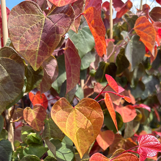 Cercis 'Hearts A'Fire'