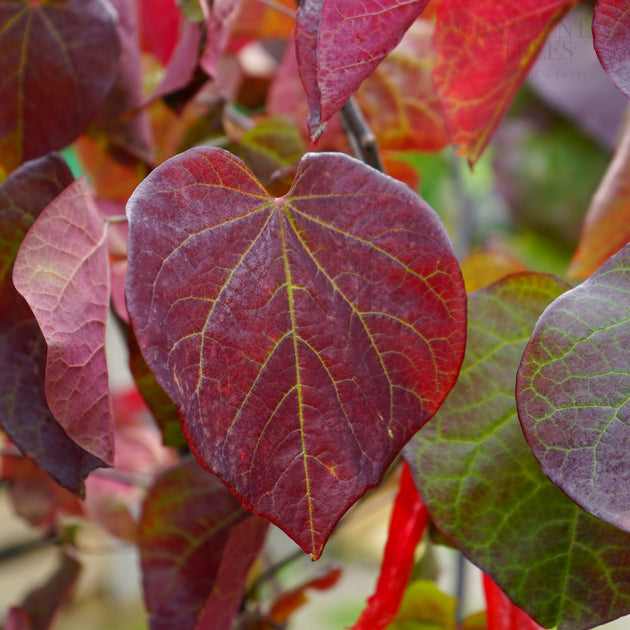 Cercis 'Ace of Spades' leaves