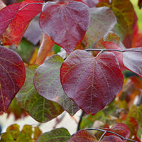 Cercis canadensis Ace of Spades® Tree