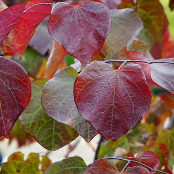 Cercis canadensis Ace of Spades® Tree