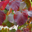 Cercis canadensis Ace of Spades® Tree