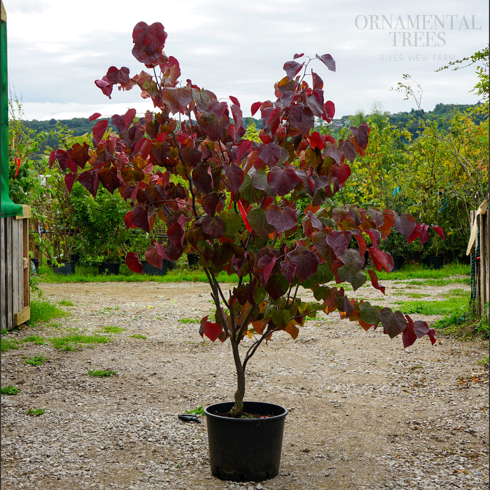 Cercis 'Ace of Spades' 20L pot