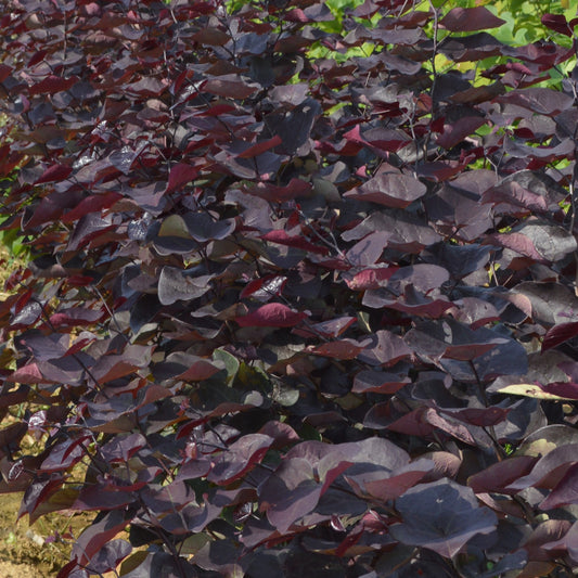Cercis canadensis Ace of Spades Redbud