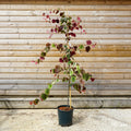 Cercis Canadensis 'Carolina Sweetheart' SS 12L sq
