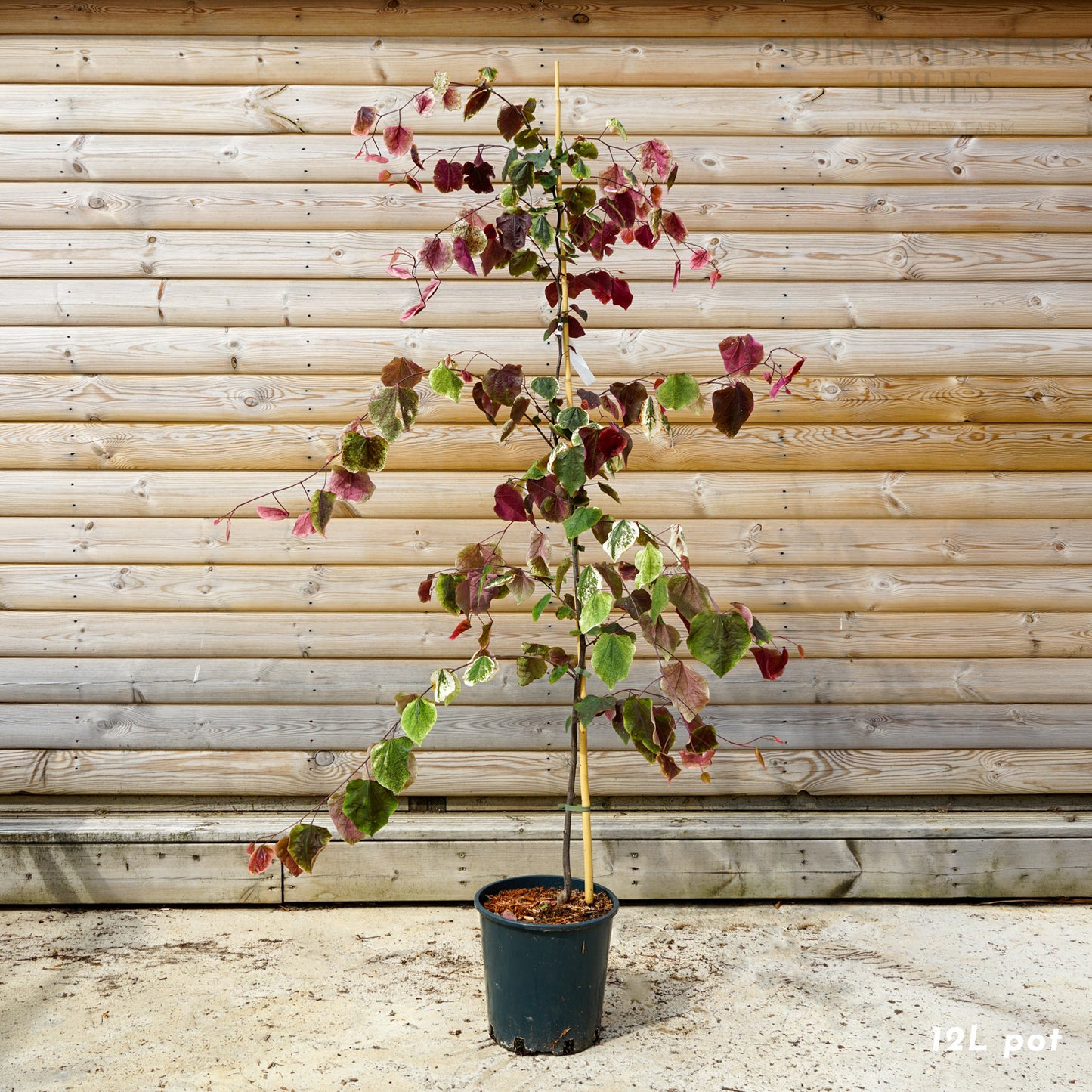 Cercis Canadensis 'Carolina Sweetheart' SS 12L sq