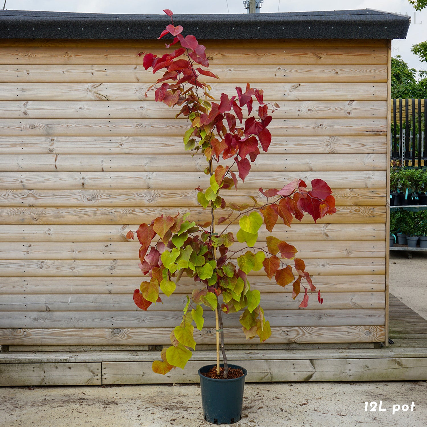 Cercis canadensis Eternal Flame | Redbud Tree | Ornamental Trees