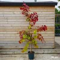 Cercis Canadensis 'Eternal Flame' 12L pot