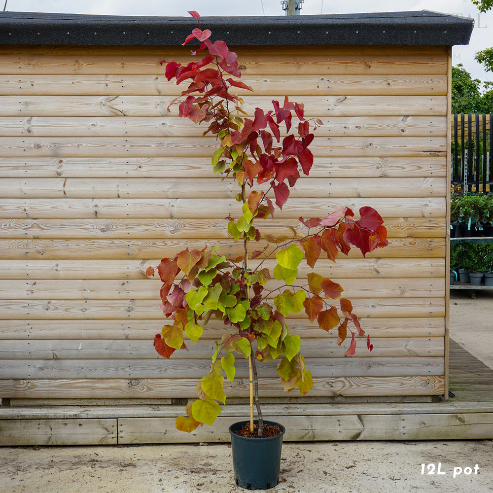 Cercis Canadensis 'Eternal Flame' 12L pot