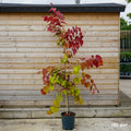 Cercis Canadensis 'Eternal Flame' 12L pot