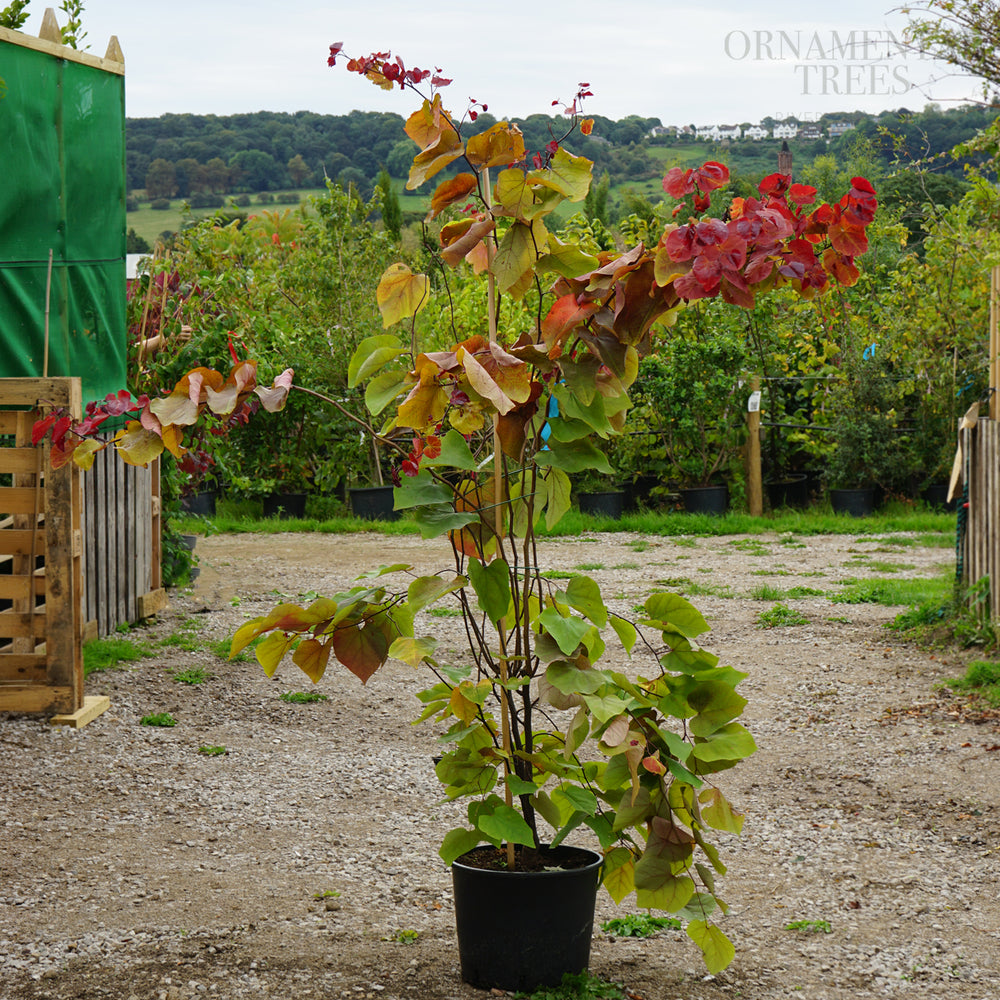 Cercis Canadensis 'Eternal Flame' 20L pot