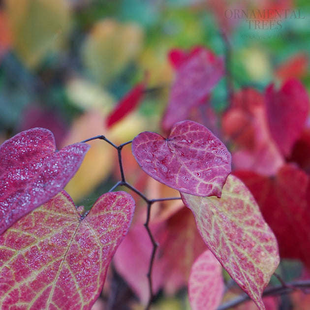 Cercis canadensis 'Eternal Flame' red leaves