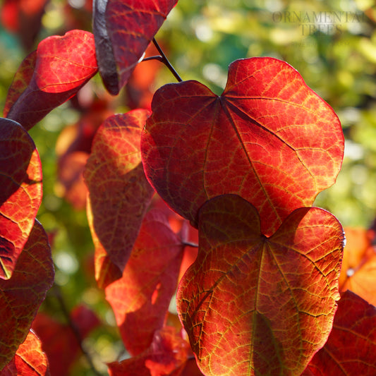 Cercis Forest Pansy Leaves