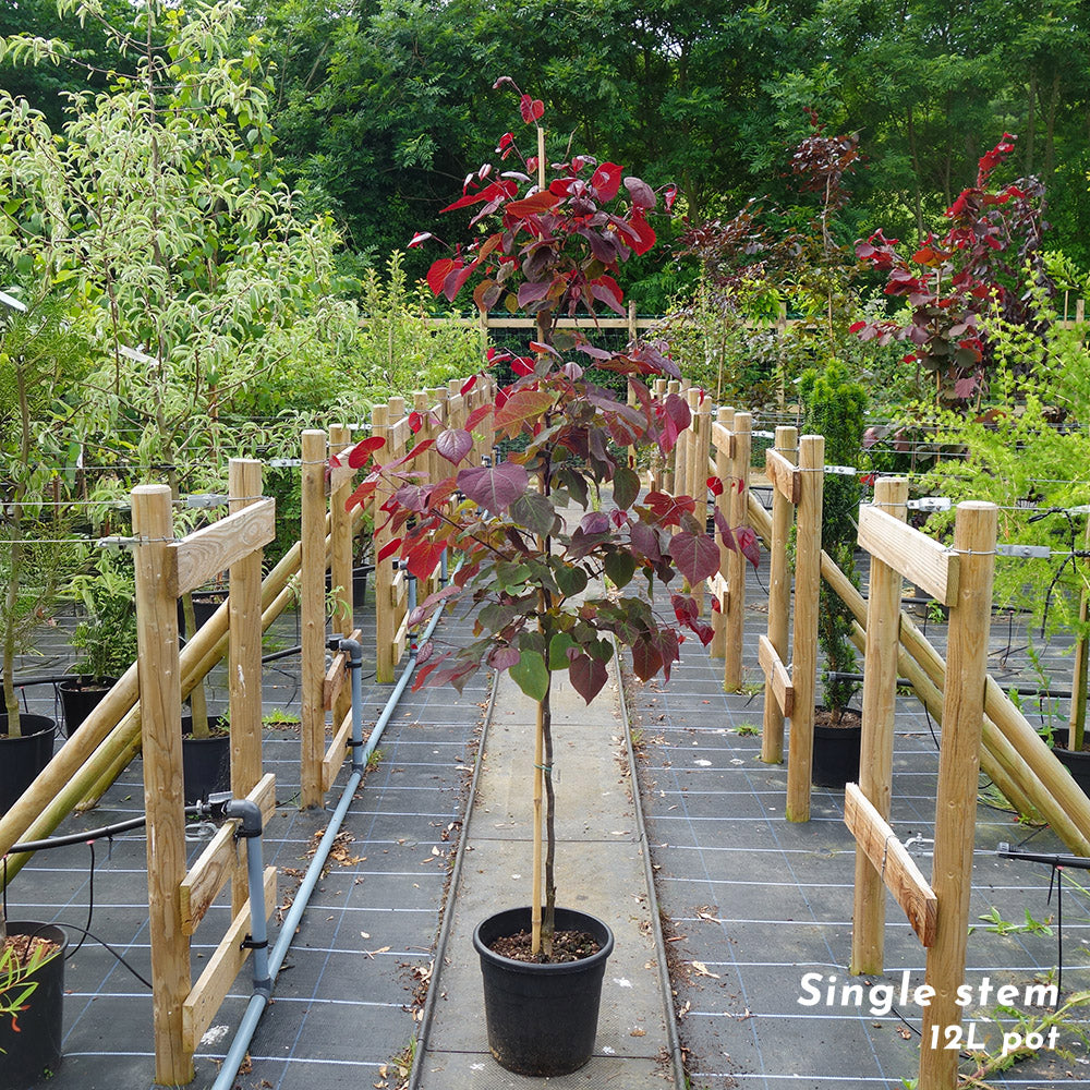 Cercis Forest Pansy single stem tree