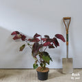 Cercis 'Forest Pansy' bush in 5 litre pot