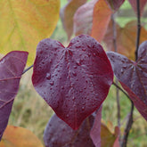Cercis canadensis Forest Pansy | North Redbud | Ornamental Trees