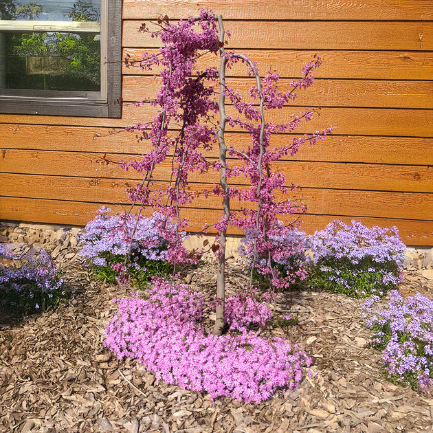 Cercis canadensis Ruby Falls | Weeping Redbud Trees – Ornamental Trees